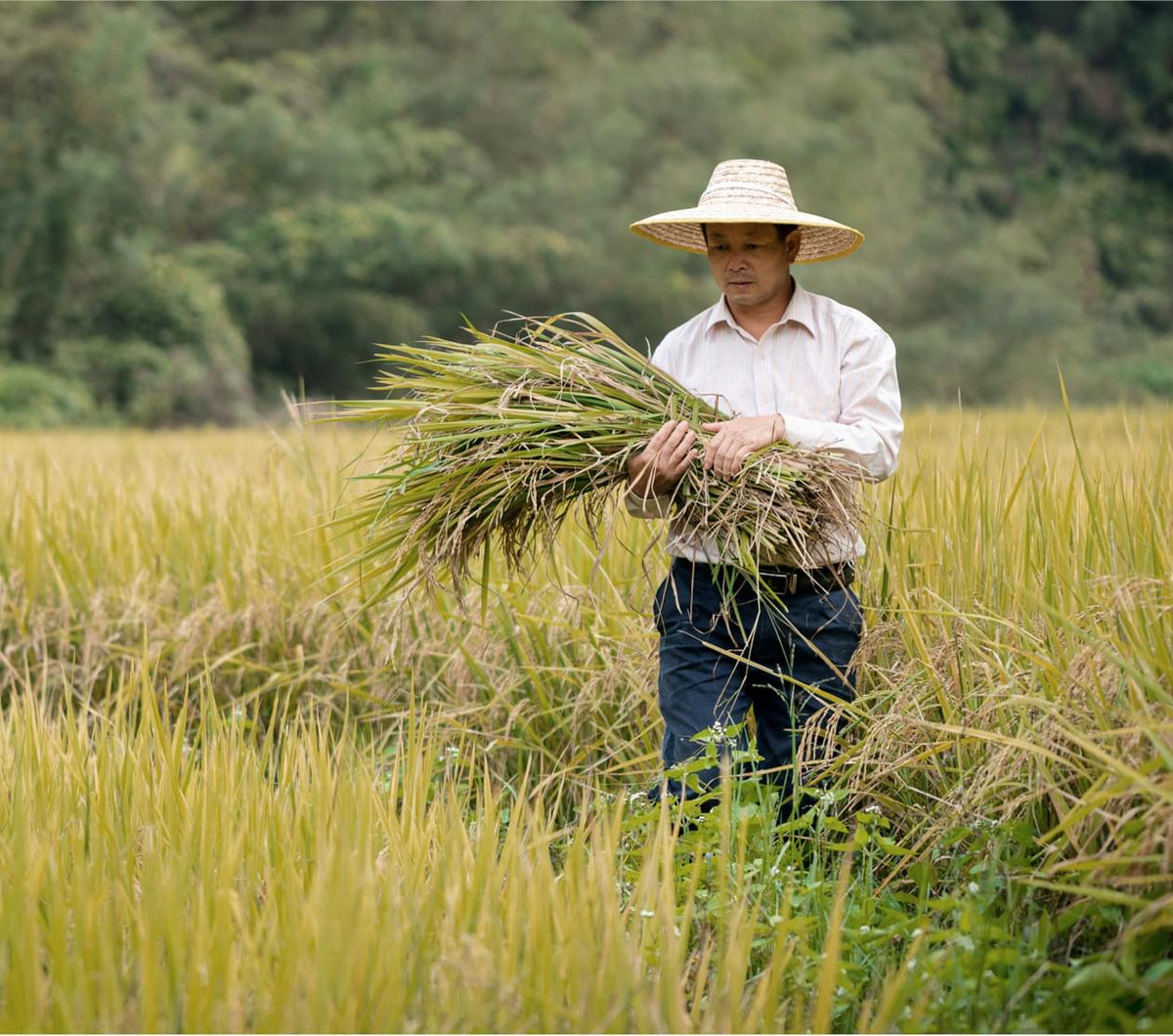 Distillation Rice Wine Rice Wine And Whisky Distillery Process Guide | Grand Talon